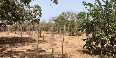 Terrains de 600 mètres carrés à vendre à Saly Sénégal